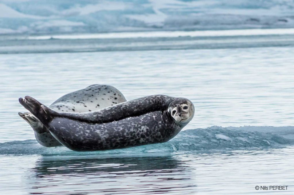 Icelandic grey seal
