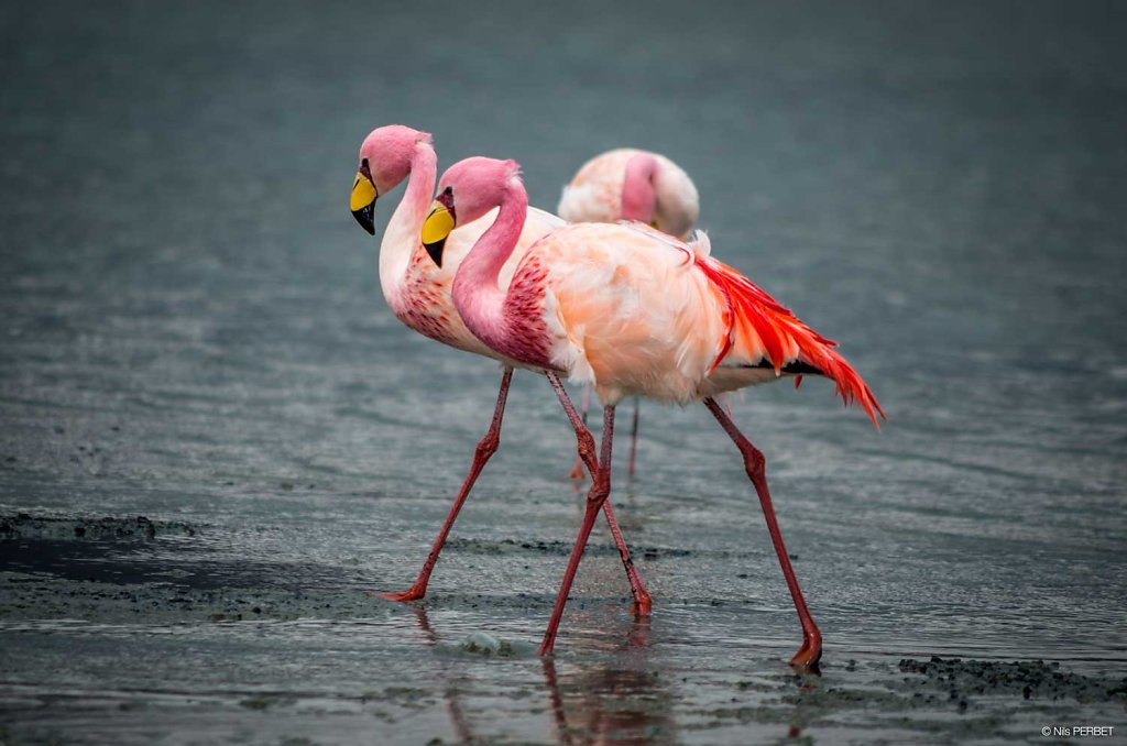 Flamingos in Laguna Cañapa